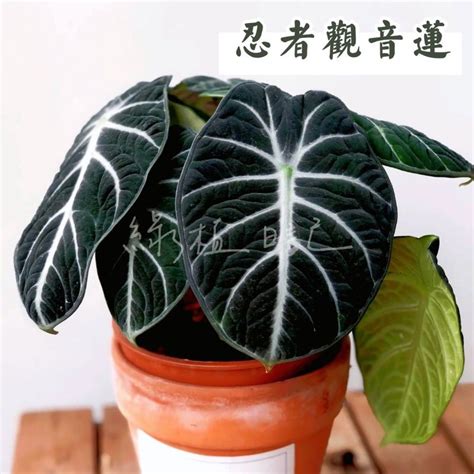 觀音蓮 品種|【植物語】觀音蓮品種alocasia水芋品種Colocasia合果芋品。